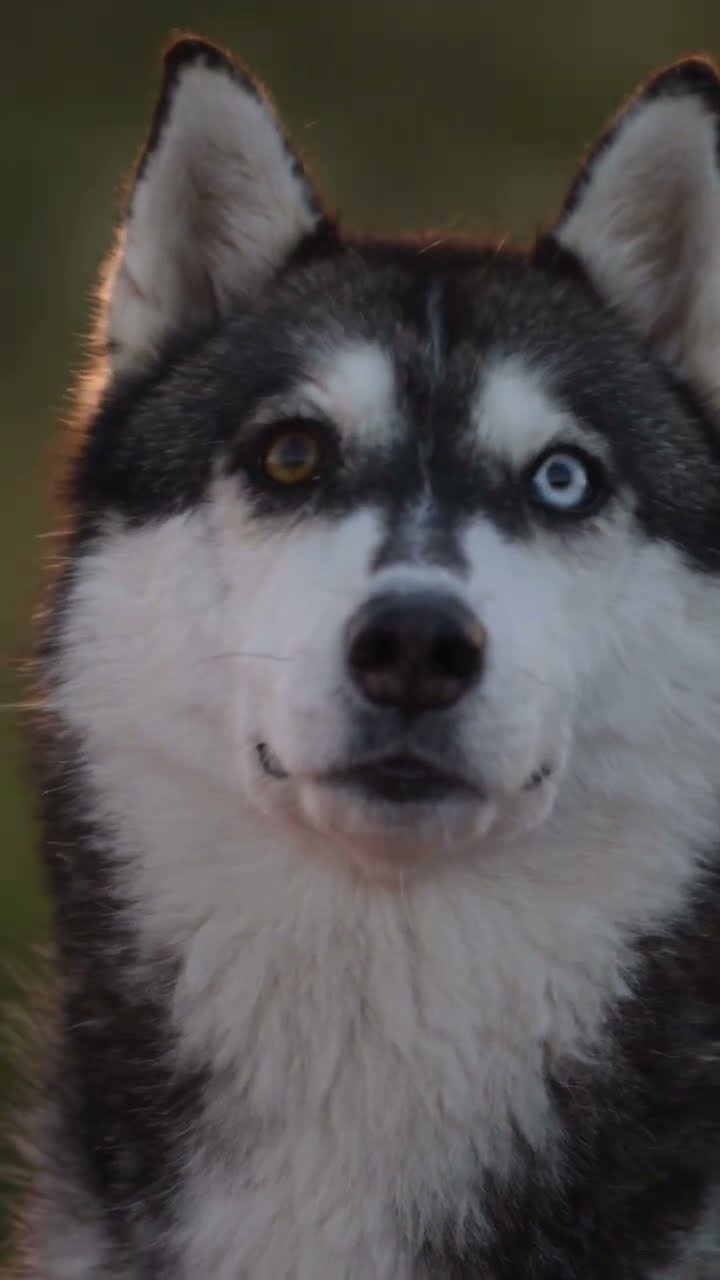 A dog does the gas station dance